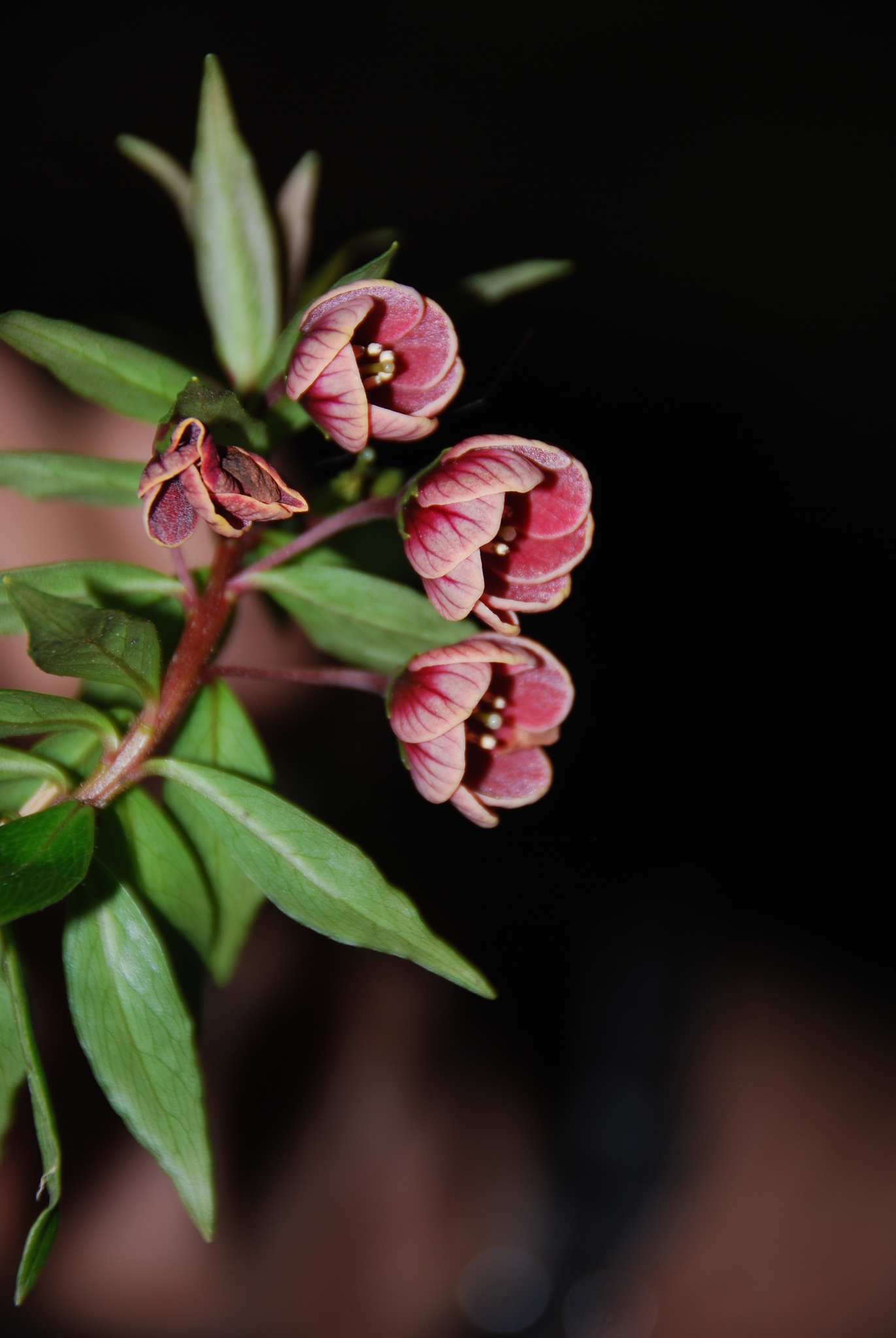 Lysimachia hillebrandii