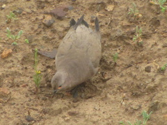 Metriopelia melanoptera