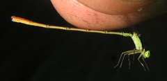 Agriocnemis ruberrima