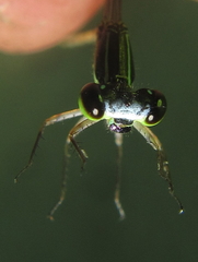 Agriocnemis ruberrima