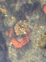 Clathria prolifera