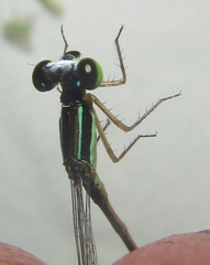 Agriocnemis ruberrima