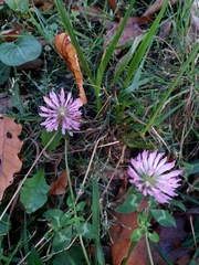 Trifolium pratense