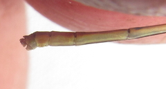 Agriocnemis ruberrima
