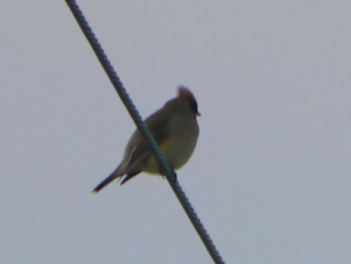 Cedar Waxwing photographed in Delaware