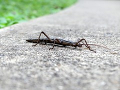 Anisomorpha ferruginea