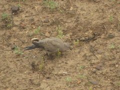 Metriopelia melanoptera