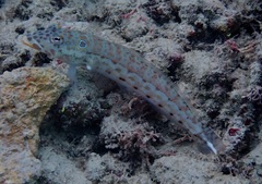 Parapercis clathrata