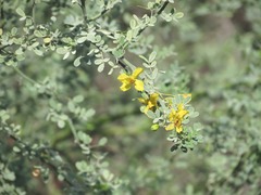 Parkinsonia texana