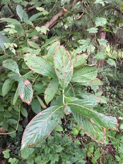 Viburnaceae