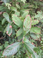 Viburnaceae