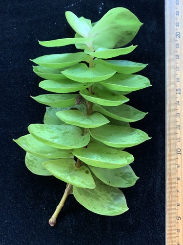 Lysimachia iniki