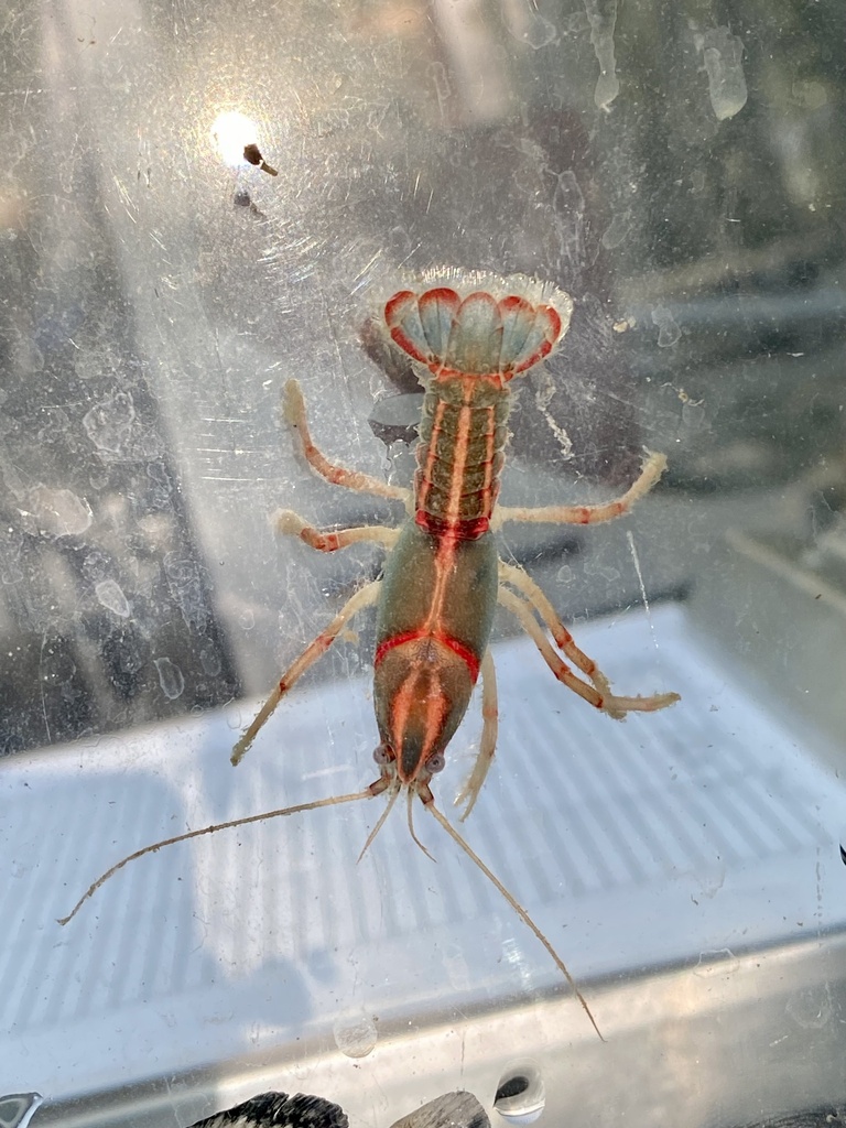 Painted Devil Crayfish