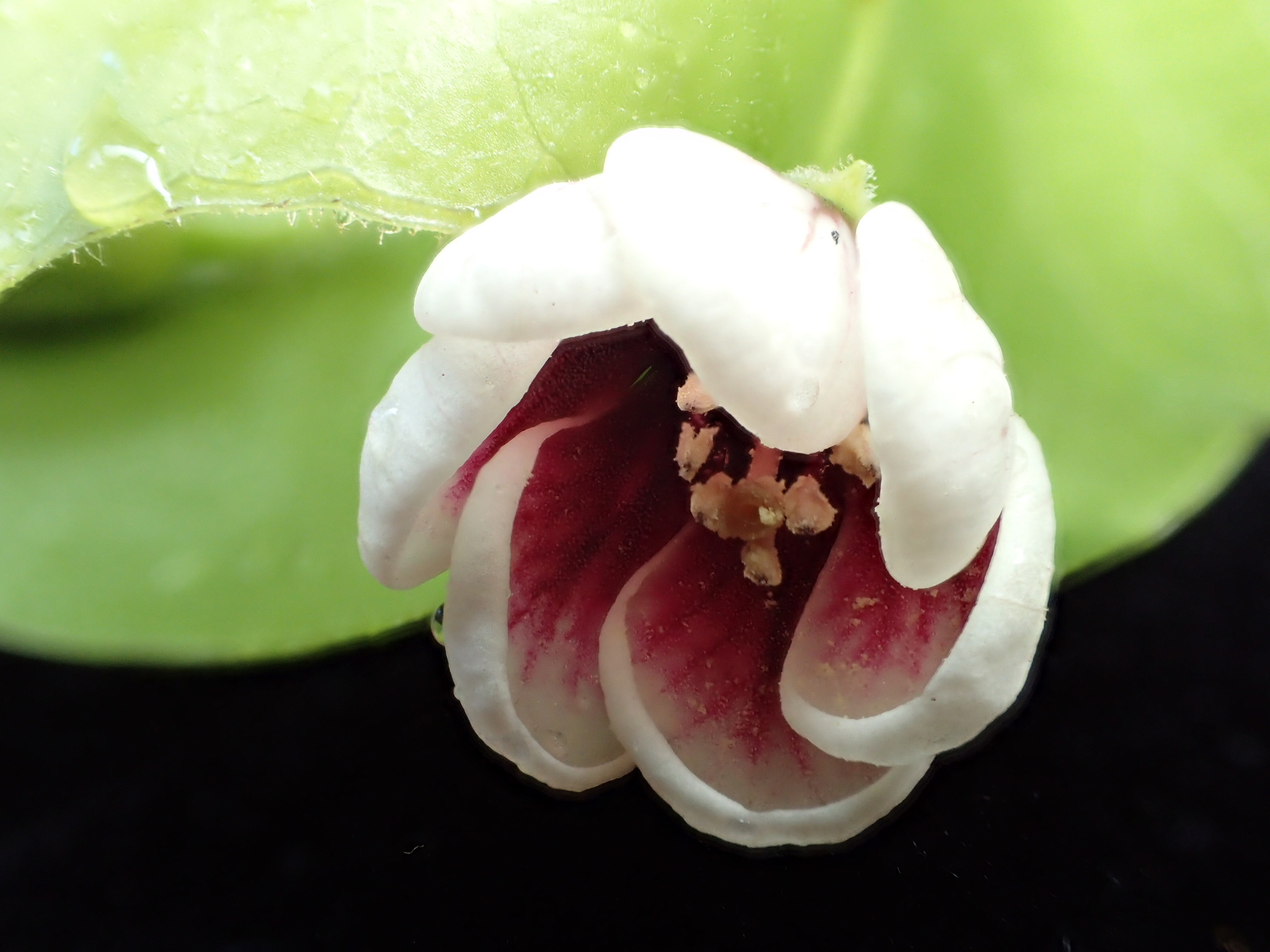 Lysimachia iniki