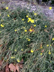 Diplotaxis tenuifolia