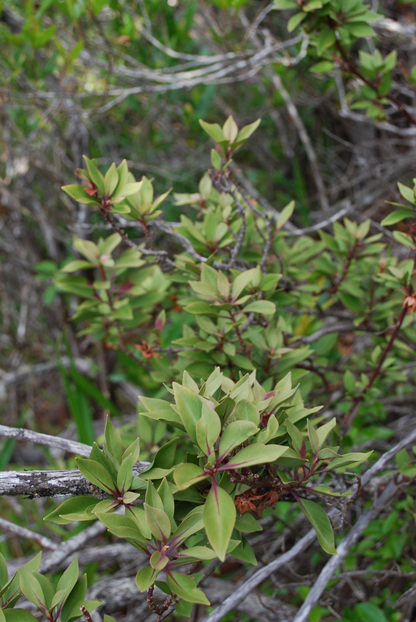 Lysimachia kalalauensis