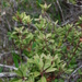 Lysimachia kalalauensis - Photo (c) Kenneth R. Wood (NTBG), some rights reserved (CC BY-NC), uploaded by Kenneth R. Wood (NTBG)