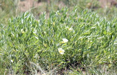 Thunbergia atriplicifolia