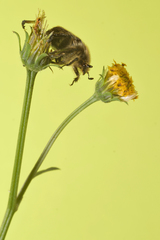 Euphoria subtomentosa