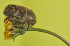 Euphoria subtomentosa