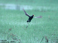 Gallicrex cinerea