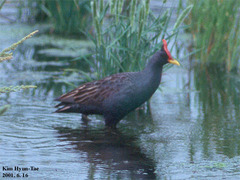 Gallicrex cinerea