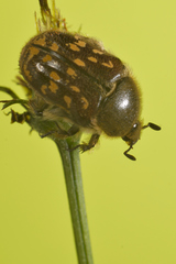 Euphoria subtomentosa