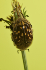 Euphoria subtomentosa