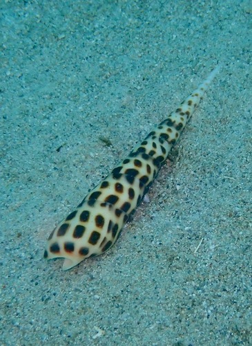 Oxymeris areolata