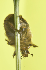 Euphoria subtomentosa