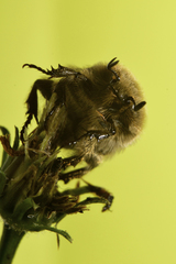 Euphoria subtomentosa