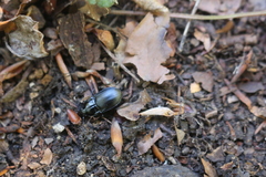 Abax ovalis