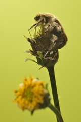 Euphoria subtomentosa