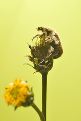 Euphoria subtomentosa