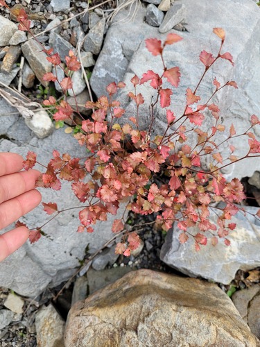 Nothofagus fusca