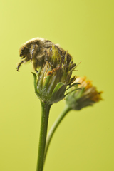 Euphoria subtomentosa