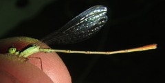 Agriocnemis ruberrima
