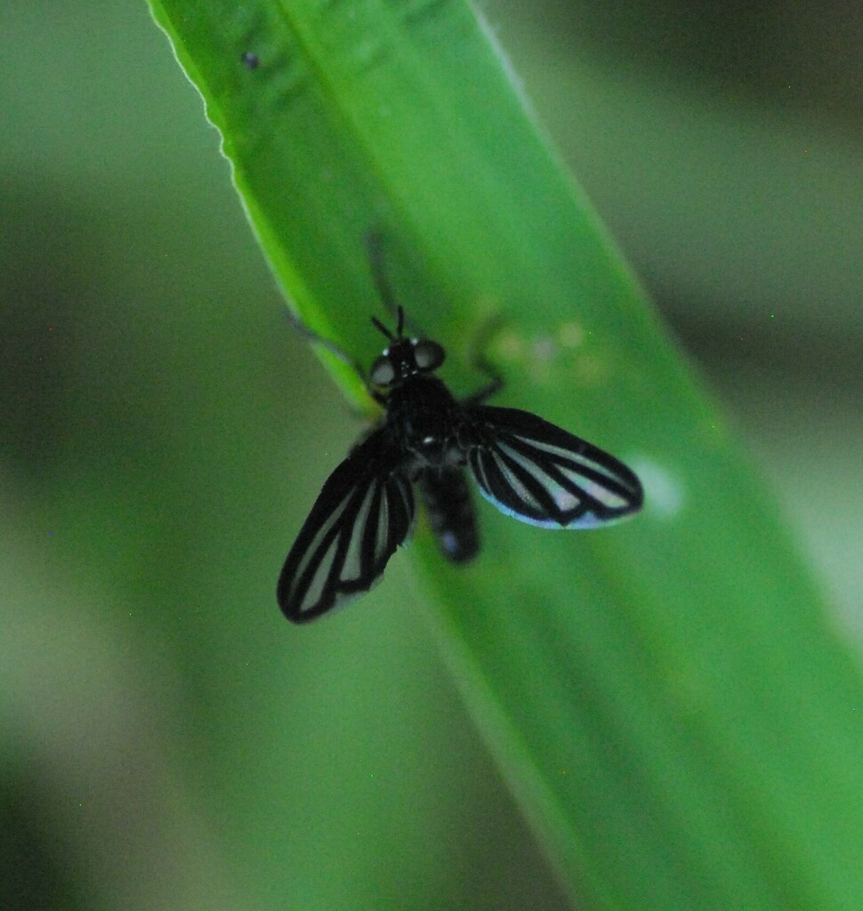 Bibiomima
