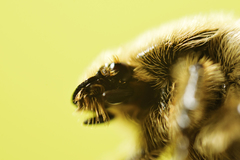 Euphoria subtomentosa