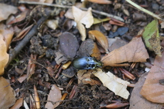 Abax ovalis