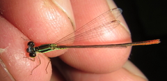 Agriocnemis ruberrima