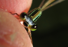 Agriocnemis ruberrima