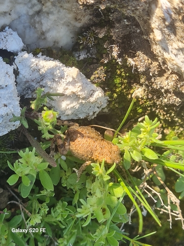 Lorestan Earless Toad, Bufotes luristanicus