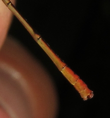 Agriocnemis ruberrima