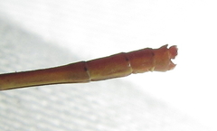 Agriocnemis ruberrima