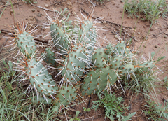 Opuntia cymochila