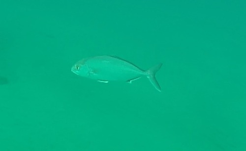 Greater Amberjack