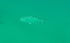 Greater Amberjack