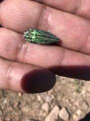 Ectinogonia speciosa