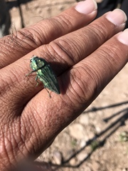 Ectinogonia speciosa